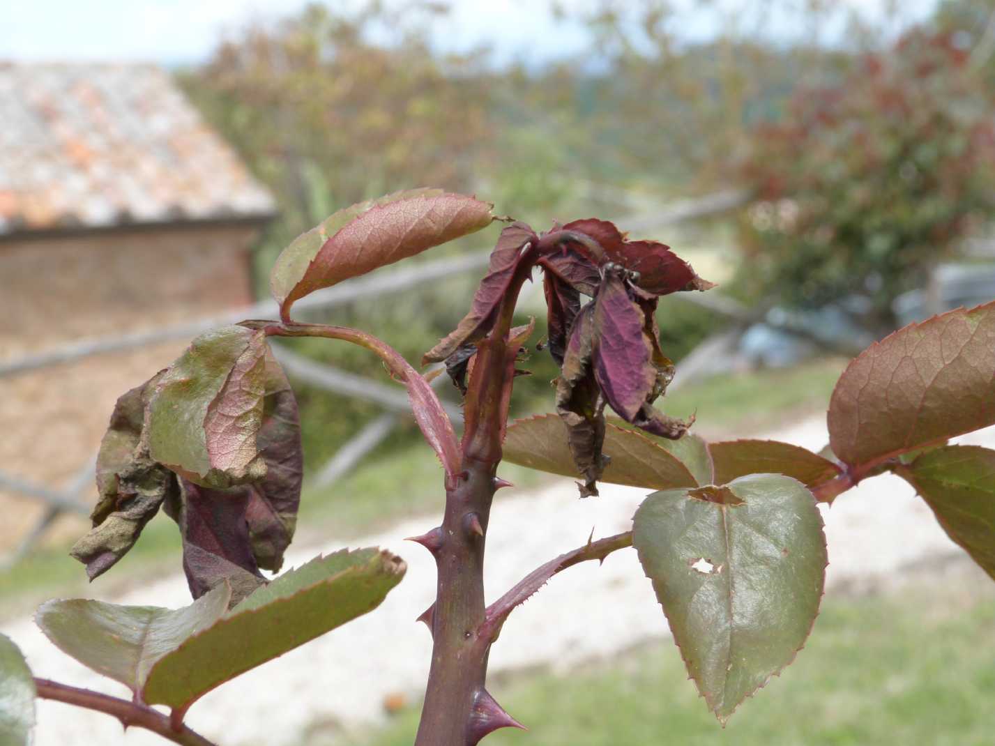 Il killer delle rose (Curculionidae?)